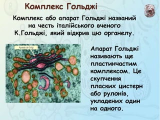Комплекс або апарат Гольджі названий
на честь італійського вченого
К.Гольджі, який відкрив цю органелу.
Комплекс Гольджі
Апарат Гольджі
називають ще
пластинчастим
комплексом. Це
скупчення
пласких цистерн
або рулонів,
укладених один
на одного.
 