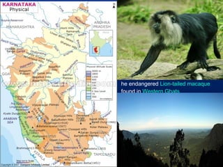 he endangered Lion-tailed macaque
found in Western Ghats
 