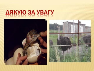 презентація дослідницької роботи