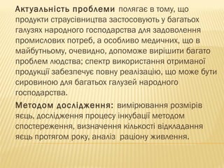 Актуальність проблеми полягає в тому, що
продукти страусівництва застосовують у багатьох
галузях народного господарства для задоволення
промислових потреб, а особливо медичних, що в
майбутньому, очевидно, допоможе вирішити багато
проблем людства; спектр використання отриманої
продукції забезпечує повну реалізацію, що може бути
сировиною для багатьох галузей народного
господарства.
Методом дослідження: вимірювання розмірів
яєць, дослідження процесу інкубації методом
спостереження, визначення кількості відкладання
яєць протягом року, аналіз раціону живлення.
 