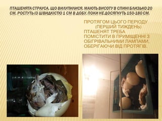 ПРОТЯГОМ ЦЬОГО ПЕРІОДУ
( )ПЕРШИЙ ТИЖДЕНЬ
ПТАШЕНЯТ ТРЕБА
ПОМІСТИТИ В ПРИМІЩЕННІ З
,ОБІГРІВАЛЬНИМИ ЛАМПАМИ
.ОБЕРІГАЮЧИ ВІД ПРОТЯГІВ
 