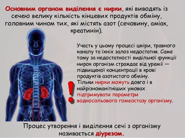 Будова та функції сечовидільної системи