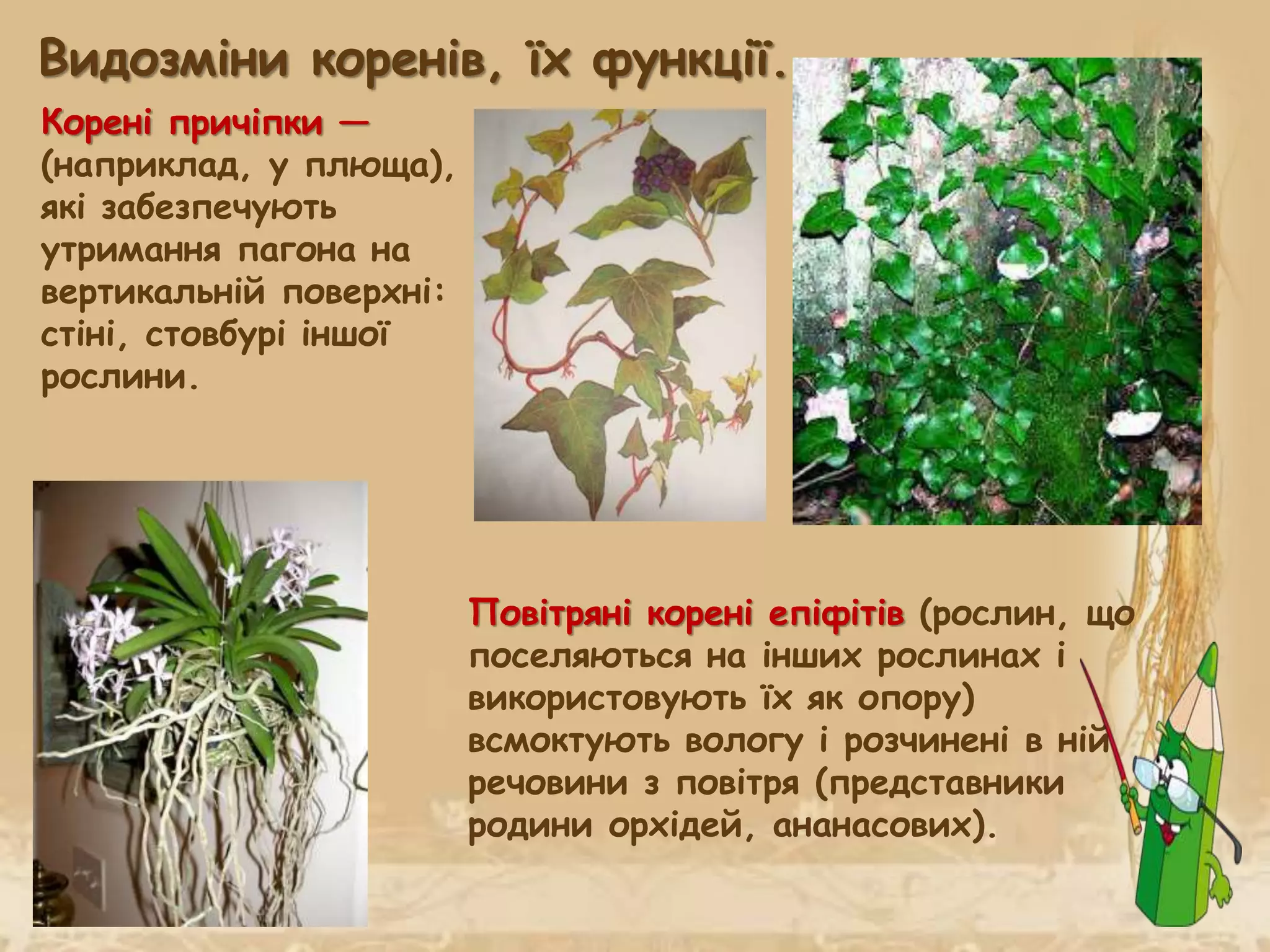 Будова кореня. Види кореневих систем. Видозміни кореня. | PPT