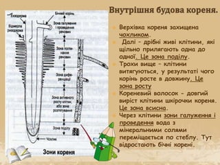  Верхівка кореня захищена
чохликом.
 Далі – дрібні живі клітини, які
щільно прилягають одна до
одної. Це зона поділу.
 Трохи вище – клітини
витягуються, у результаті чого
корінь росте в довжину. Це
зона росту
 Кореневий волосок - довгий
виріст клітини шкірочки кореня.
Це зона всисна.
 Через клітини зони галуження і
проведення вода з
мінеральними солями
переміщається по стеблу. Тут
відростають бічні корені.
 