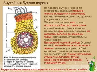 Внутрішня будова кореня . .
На поперечному зрізі кореня під
мікроскопом видно, що покривна
тканина складається з одного шару
клітин з тоненькими стінками, здатними
утворювати волоски.
Під нею розташована кора — вона
складається з багатьох шарів клітин
основної тканини. Цими клітинами
відбувається рух поживних речовин від
кореневих волосків до провідних
тканин, розташованих у центральній
частині кореня.
Центральний осьовий циліндр (у центрі
кореня) оточений шаром клітин твірної
тканини, яка може утворювати бічні
корені та вторинні твірні тканини (якщо
такі закладаються). У ньому розташовані
судини та ситоподібні трубки,
механічна та запасаюча тканини
(провідний пучок).
Внутрішня будова кореня в зоні кореневих волосків у всіх рослин подібна
 