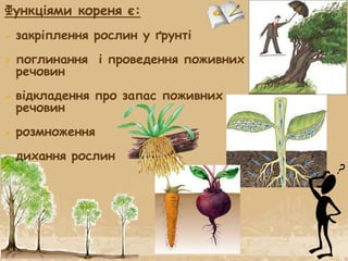 Функціями кореня є:
 закріплення рослин у ґрунті
 поглинання і проведення поживних
речовин
 відкладення про запас поживних
речовин
 розмноження
 дихання рослин
 