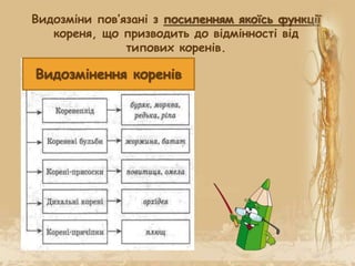 Видозміни пов’язані з посиленням якоїсь функції
кореня, що призводить до відмінності від
типових коренів.
Видозмінення коренів
 