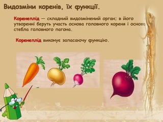Коренеплід — складний видозмінений орган; в його
утворенні беруть участь основа головного кореня і основа
стебла головного пагона.
Коренеплід виконує запасаючу функцію.
Видозміни коренів, їх функції.
 