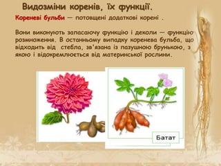Кореневі бульби — потовщені додаткові корені .
Вони виконують запасаючу функцію і деколи — функцію
розмноження. В останньому випадку коренева бульба, що
відходить від стебла, зв'язана із пазушною брунькою, з
якою і відокремлюється від материнської рослини.
Видозміни коренів, їх функції.
 
