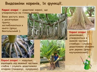 Корені опорні — ходульні,
відходять від нижньої частини
стебла і служать додатковою
опорою (панданус, кукурудза).
Видозміни коренів, їх функції.
Корені опорні — додаткові корені, що
утворюються на гілках дерева.
Корені опорні —
дошковидні,
утворюються в
нижній частині
стовбура і служать
додатковою опорою
для дерева (фікус
каучуконосний).
Вони ростуть вниз,
а досягнувши
ґрунту,
заглиблюються в
нього (фікус
бенгальський ).
 