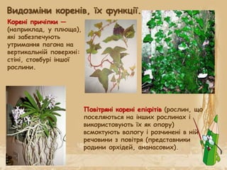 Повітряні корені епіфітів (рослин, що
поселяються на інших рослинах і
використовують їх як опору)
всмоктують вологу і розчинені в ній
речовини з повітря (представники
родини орхідей, ананасових).
Видозміни коренів, їх функції.
Корені причіпки —
(наприклад, у плюща),
які забезпечують
утримання пагона на
вертикальній поверхні:
стіні, стовбурі іншої
рослини.
 