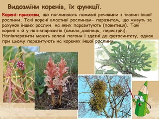 Корені-присоски, що поглинають поживні речовини з тканин іншої
рослини. Такі корені властиві рослинам- паразитам, що живуть за
рахунок інших рослин, на яких паразитують (повитиця). Такі
корені є й у напівпаразитів (омела,дзвінець, перестріч).
Напівпаразити мають зелені пагони і здатні до фотосинтезу, однак
при цьому паразитують на коренях іншої рослини.
Видозміни коренів, їх функції.
 