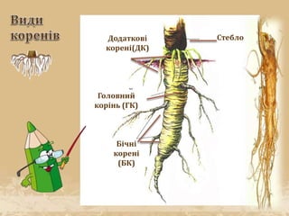 Додаткові
корені(ДК)
Бічні
корені
(БК)
Головний
корінь (ГК)
Стебло
 