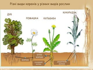 Різні види коренів у різних видів рослин
ДУБ
РОМАШКА КУЛЬБАБА
КУКУРУДЗА
БІЧНІ
КОРЕНІ
ДОДАТКОВІ
КОРЕНІ
ГОЛОВНИЙ
КОРІНЬ
КОРЕНІ
 