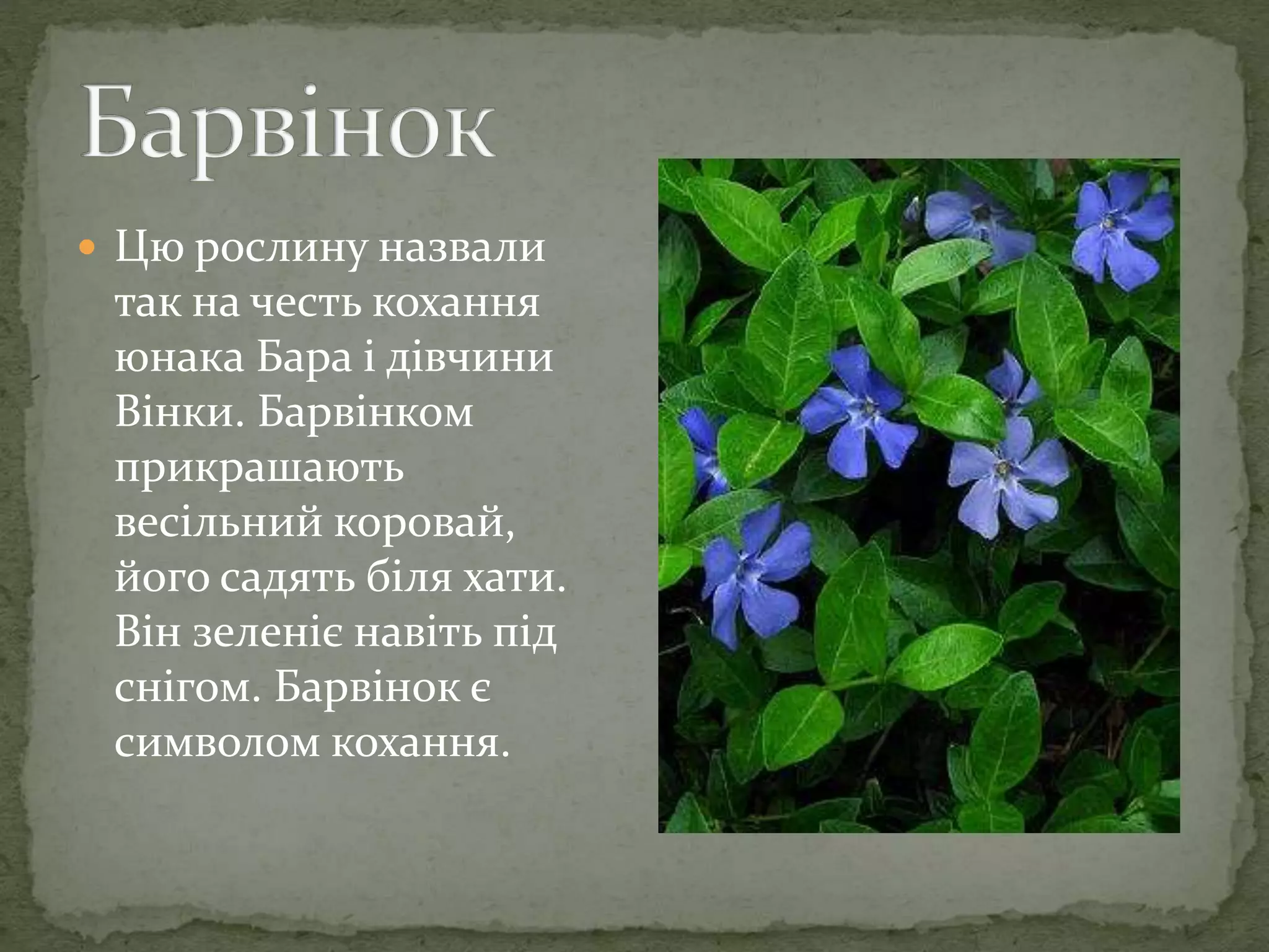  Цю рослину назвали
так на честь кохання
юнака Бара і дівчини
Вінки. Барвінком
прикрашають
весільний коровай,
його садять біля хати.
Він зеленіє навіть під
снігом. Барвінок є
символом кохання.
 