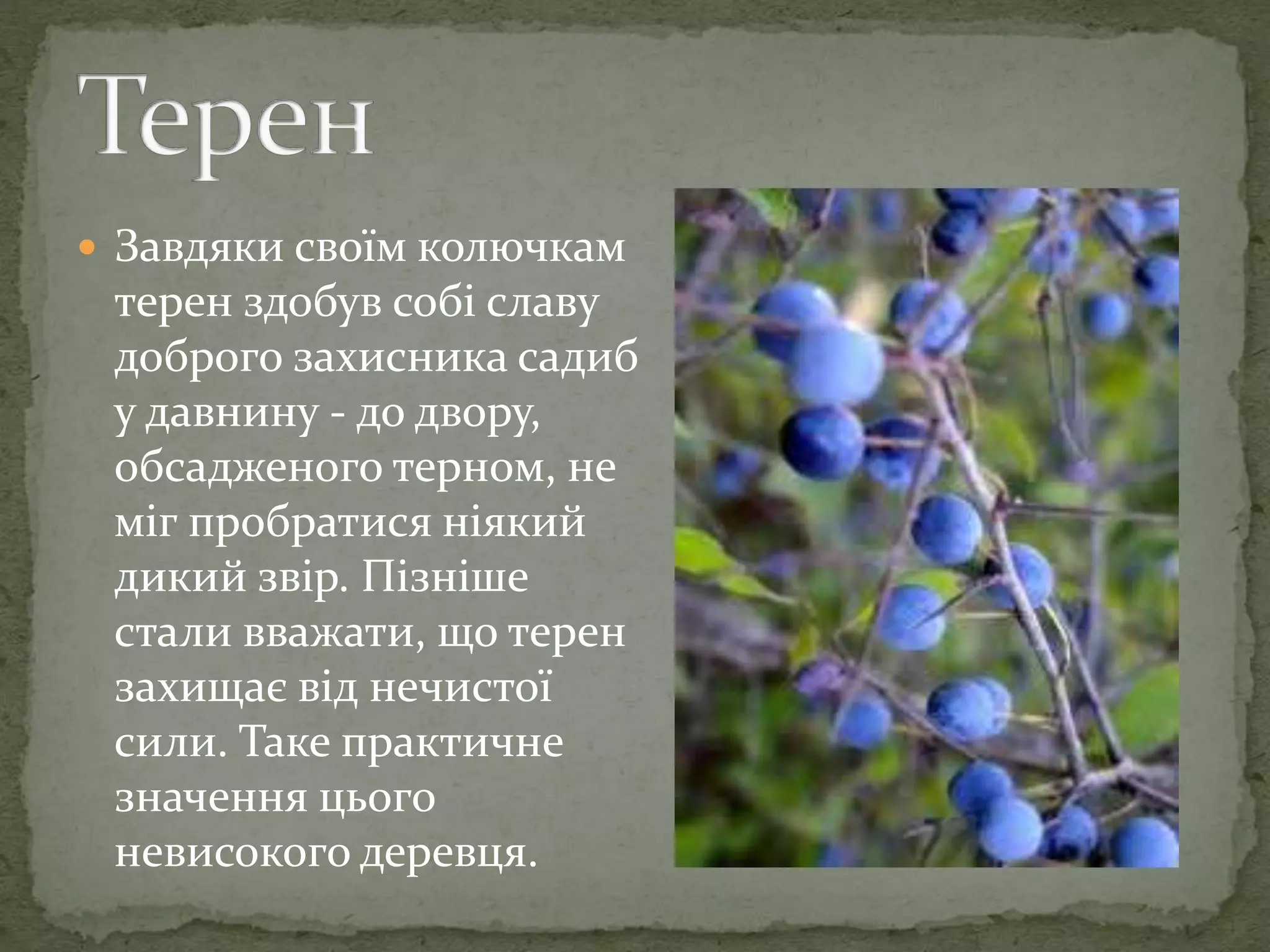  Завдяки своїм колючкам
терен здобув собі славу
доброго захисника садиб
у давнину - до двору,
обсадженого терном, не
міг пробратися ніякий
дикий звір. Пізніше
стали вважати, що терен
захищає від нечистої
сили. Таке практичне
значення цього
невисокого деревця.
 