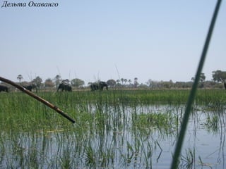Дельта Окаванго
 