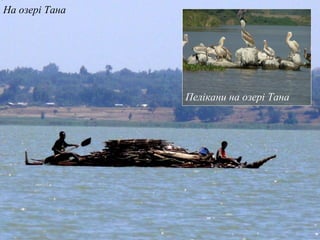 На озері Тана
Пелікани на озері Тана
 