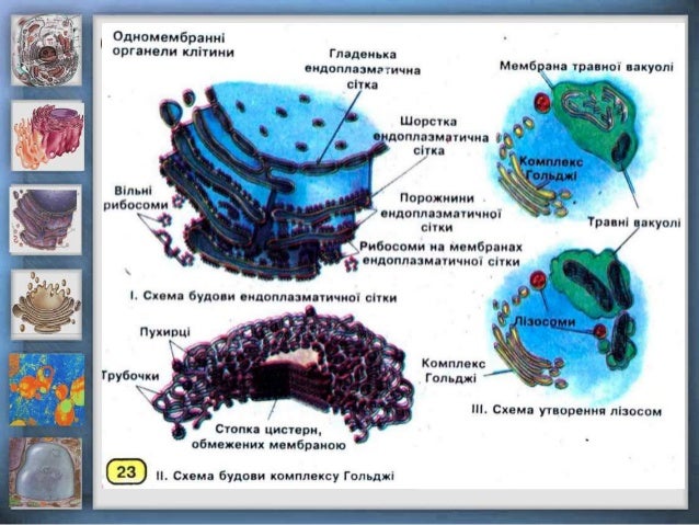 Одномембранні органели