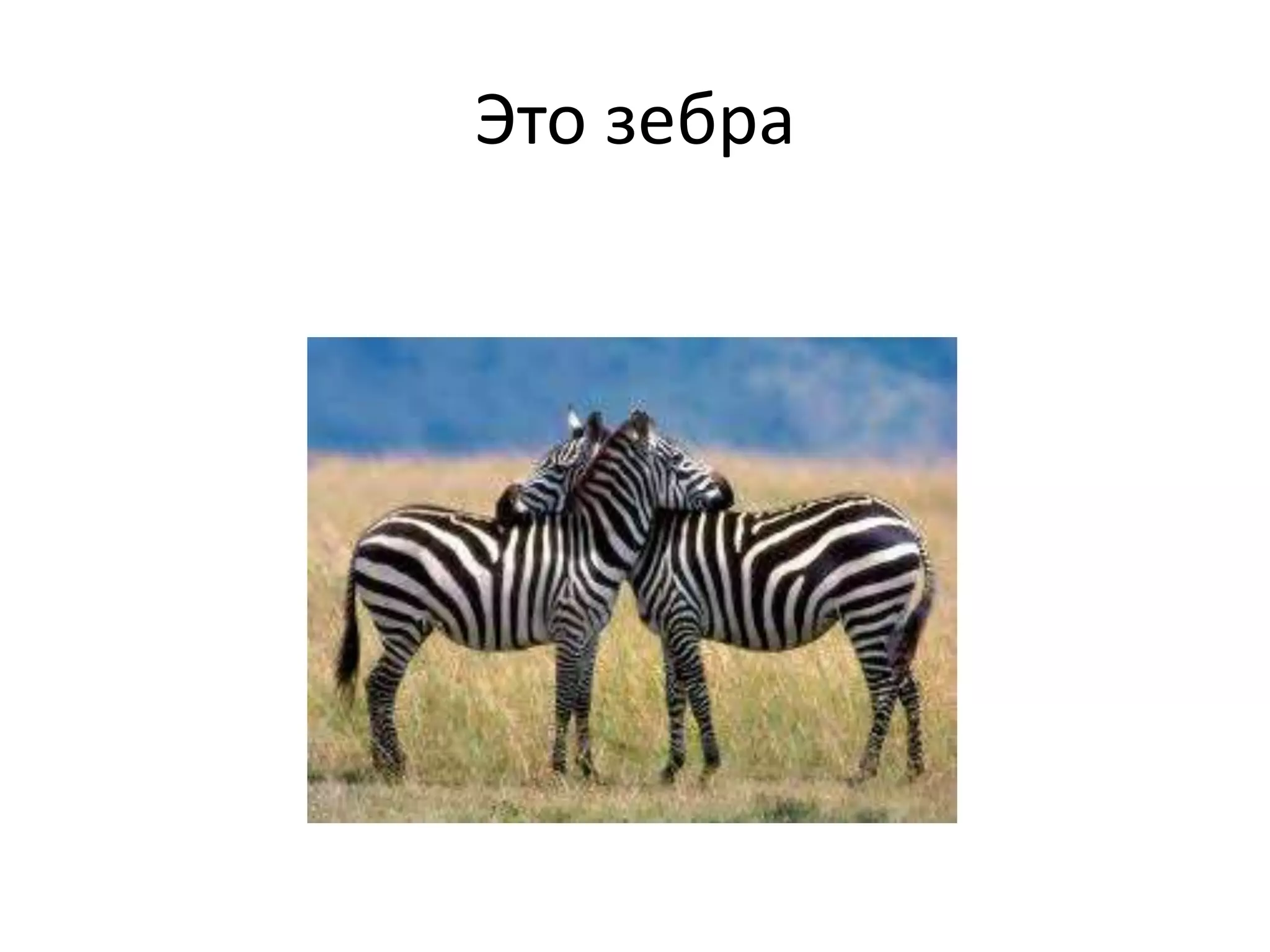 Это зебра
 