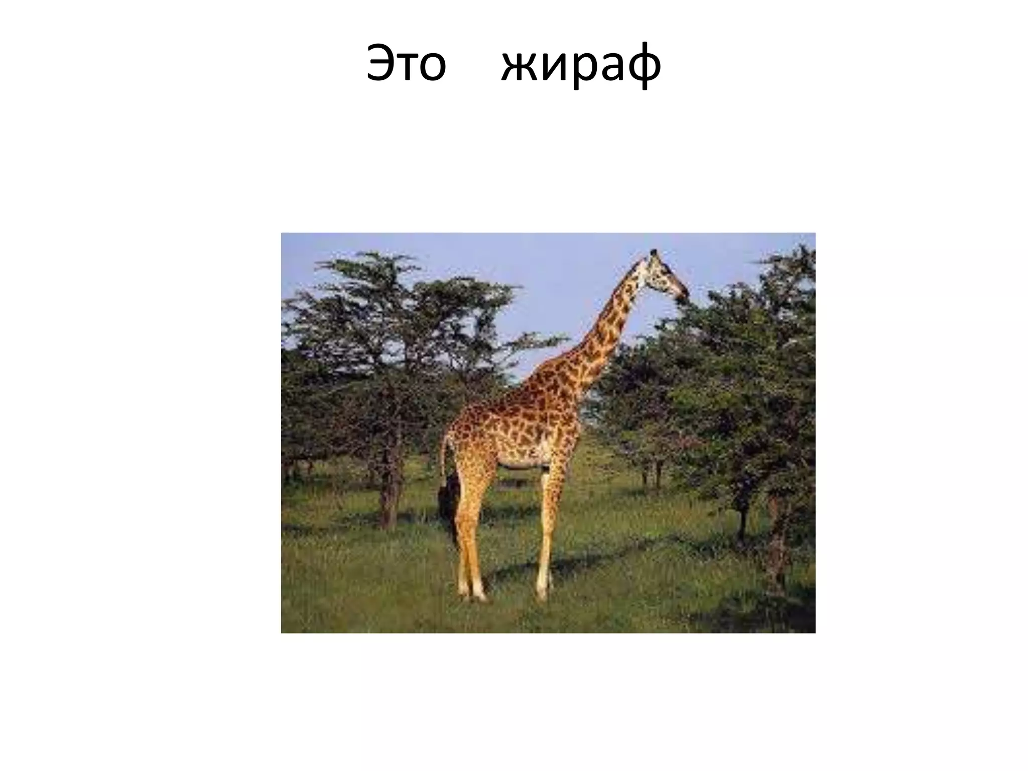 Это жираф
 