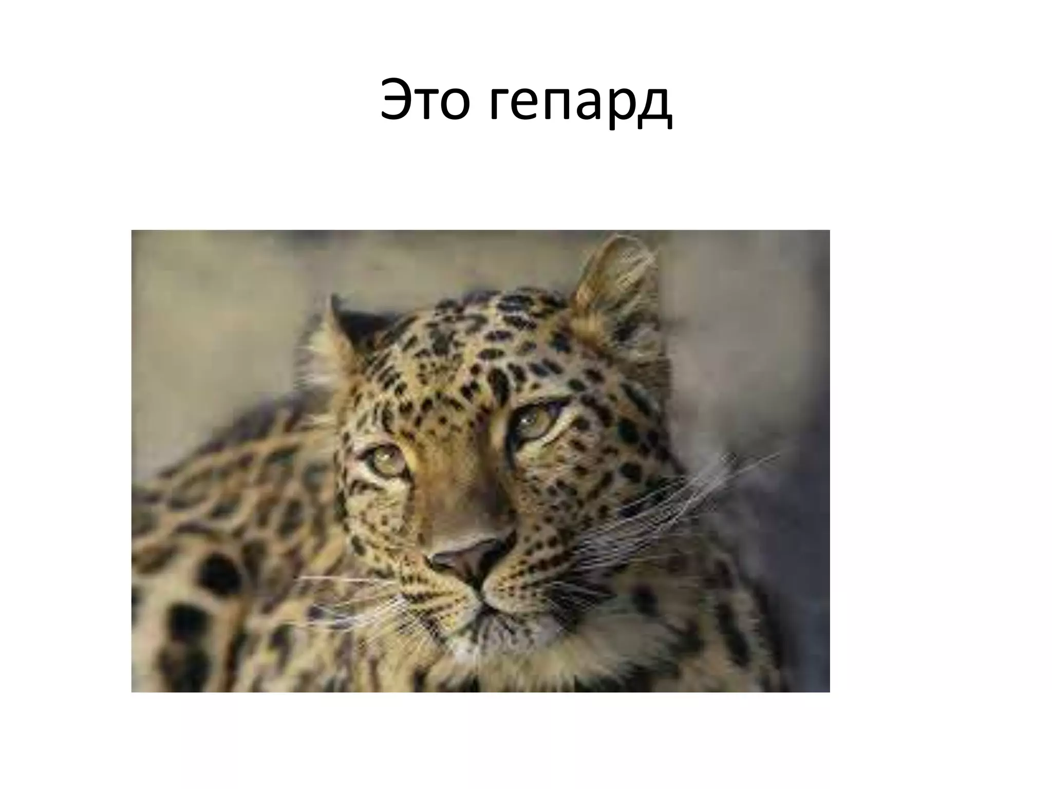 Это гепард
 