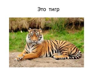 Это тигр