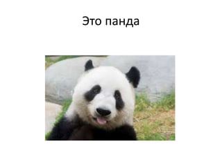Это панда