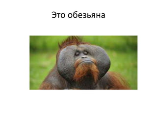 Это обезьяна