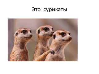 Это сурикаты