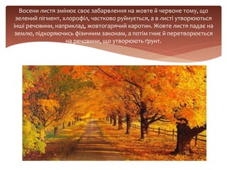 Восени листя змінює своє забарвлення на жовте й червоне тому, що
зелений пігмент, хлорофіл, частково руйнується, а в листі утворюються
інші речовини, наприклад, жовтогарячий каротин. Жовте листя падає на
землю, підкоряючись фізичним законам, а потім гниє й перетворюється
на речовини, що утворюють ґрунт.
 