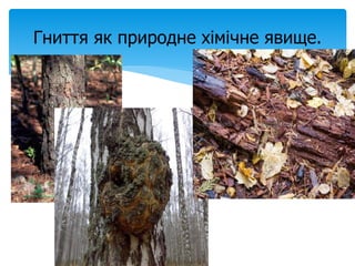Гниття як природне хімічне явище.
 