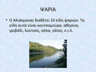 ΨΑΡΙΑ
• Ο Αλιάκμονας διαθέτει 33 είδη ψαριών. Τα
είδη αυτά είναι κουτσομούρα, αθερίνα,
γριβάδι, λούτσος, γόπα, γάτος, κ.τ.λ.
 