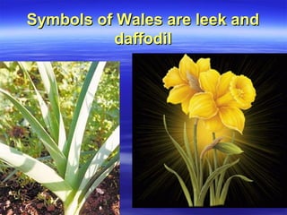Symbols of Wales are leek andSymbols of Wales are leek and
daffodildaffodil
 