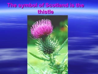 The symbol of Scotland is theThe symbol of Scotland is the
thistlethistle
 