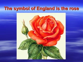 The symbol of England is the roseThe symbol of England is the rose
 