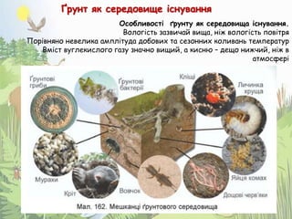 Особливості ґрунту як середовища існування.
Вологість зазвичай вища, ніж вологість повітря
Порівняно невелика амплітуда добових та сезонних коливань температур
Вміст вуглекислого газу значно вищий, а кисню – дещо нижчий, ніж в
атмосфері
Ґрунт як середовище існування
 
