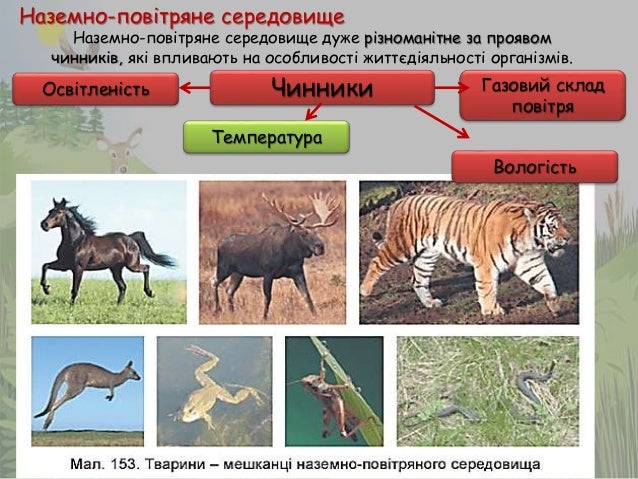 ÐšÐ°Ñ€Ñ‚Ð¸Ð½ÐºÐ¸ Ð¿Ð¾ Ð·Ð°Ð¿Ñ€Ð¾ÑÑƒ Ñ‚Ð²Ð°Ñ€Ð¸Ð½Ð¸ Ð½Ð°Ð·ÐµÐ¼Ð½Ð¾-Ð¿Ð¾Ð²Ñ–Ñ‚Ñ€ÑÐ½Ð¾Ð³Ð¾ ÑÐµÑ€ÐµÐ´Ð¾Ð²Ð¸Ñ‰Ð°