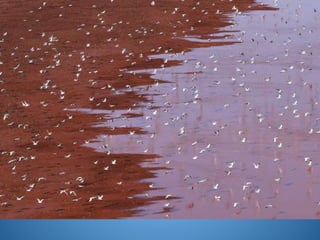 Γλάροι πετούν πάνω από λεκάνη με την κόκκινη λάσπη έξω από την
Ποντγκόριτσα, την πρωτεύουσα του Μαυροβουνίου. 3 Νοεμβρίου 2014, /
Ντάρκο Βογίνοβιτς)
 