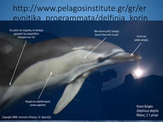 http://www.pelagosinstitute.gr/gr/er
evnitika_programmata/delfinia_korin
thiakou.html
 