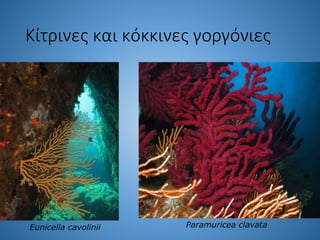 Kίτρινες και κόκκινες γοργόνιες
Eunicella cavolinii Paramuricea clavata
 