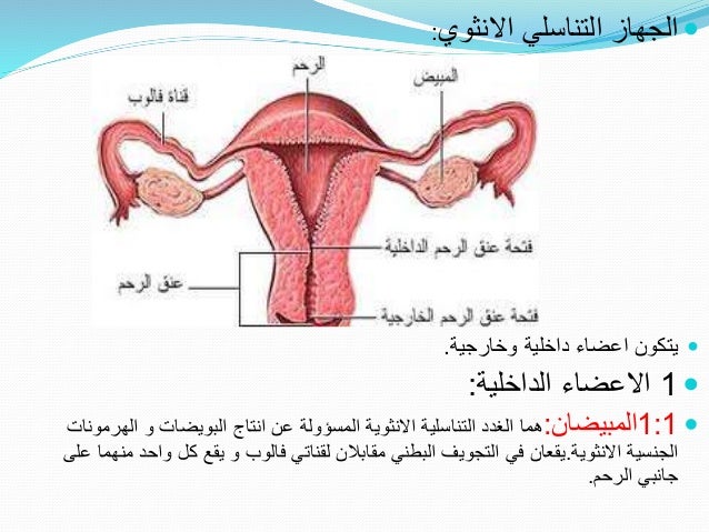 علم الاجنة