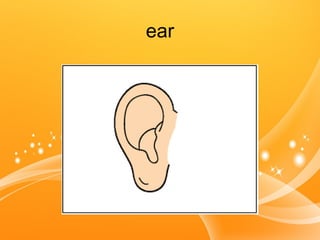 ear
 