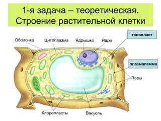 1-я задача – теоретическая.
Строение растительной клетки
тонопласт
плазмалемма
 