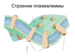 Строение плазмалеммы
 
