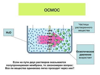 осмос
Н2О
Частицы
растворенного
вещества
Осмотическое
давление
возрастает
Если на пути двух растворов оказывается
полупроницаемая мембрана, то закономерен вопрос:
Все ли вещества одинаково легко проходят через нее?
 