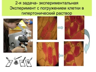 2-я задача- экспериментальная
Эксперимент с погружением клетки в
гипертонический раствор
 