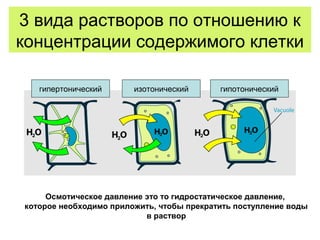 3 вида растворов по отношению к
концентрации содержимого клетки
гипертонический изотонический гипотонический
Осмотическое давление это то гидростатическое давление,
которое необходимо приложить, чтобы прекратить поступление воды
в раствор
 