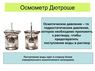 Осмометр Дютроше
Осмотическое давление – то
гидростатическое давление,
которое необходимо приложить
к раствору, чтобы
предотвратить
поступление воды в раствор
Поступление воды идет в сторону более
отрицательного осмотического потенциала.
 