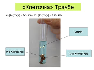 «Клеточка» Траубе
CuSO4
Р-р K4[Fe(CN)6]
Cu2 K4[Fe(CN)6]
H2O
K4 [Fe(CN)6] + 2CuSO4 = Cu2[Fe(CN)6] + 2 K2 SO4
 